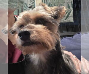 Mutt Dogs for adoption in Spring, TX, USA