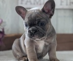 Small #5 French Bulldog