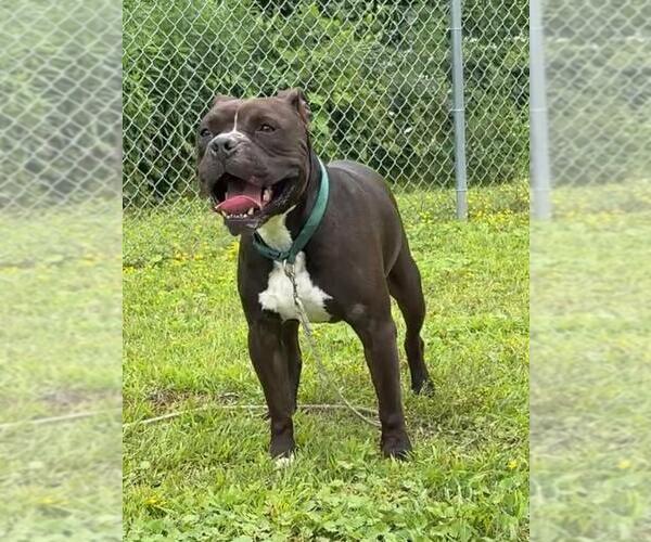 Medium Photo #3 American Bulldog-Unknown Mix Puppy For Sale in Virginia Beach, VA, USA