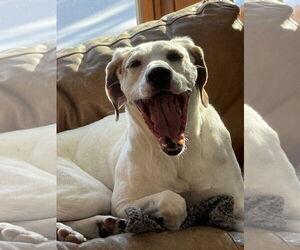 Coonhound-Unknown Mix Dogs for adoption in East Derry, NH, USA