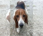 Small #1 Basset Hound