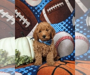 Goldendoodle (Miniature) Puppy for sale in OXFORD, PA, USA