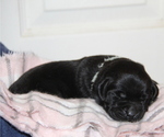 Small #1 Labrador Retriever