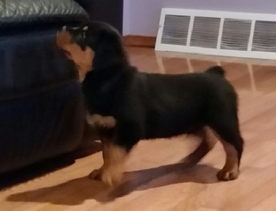 Rottweiler Puppy for sale in MONROE, GA, USA