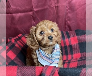 Cavapoo Puppy for sale in DUNDEE, OH, USA