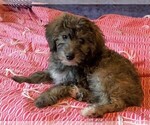 Small Photo #4 YorkiePoo Puppy For Sale in AMERICAN FORK, UT, USA