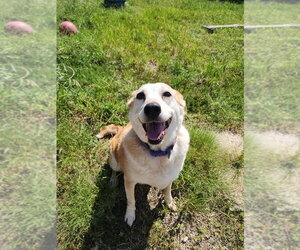 Mavis - Female Mutt Dog for Adoption - Photo #2