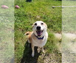 Small Photo #2 Mutt Puppy For Sale in Evansville, IN, USA