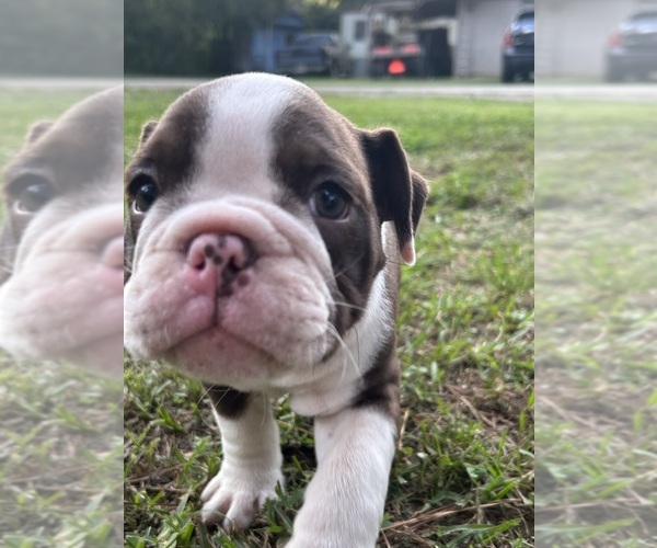 Medium Photo #16 Olde English Bulldogge Puppy For Sale in ADAMSVILLE, AL, USA