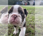 Small #15 Olde English Bulldogge