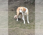 Small #3 Collie Mix