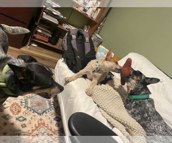 Medium Photo #2 Mutt Puppy For Sale in Garden City, NY, USA