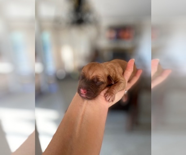 Medium Photo #2 Dogue de Bordeaux Puppy For Sale in WHITTIER, CA, USA