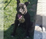 Small #11 American Pit Bull Terrier Mix