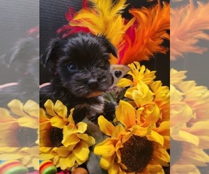 Yorkshire Terrier Puppy for Sale in KATY, Texas USA