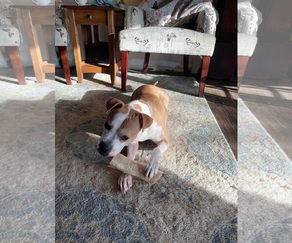 Medium Photo #11 American Pit Bull Terrier-Unknown Mix Puppy For Sale in Germantown, OH, USA