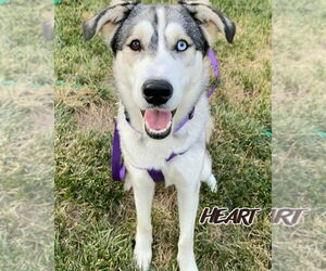 Siberian Husky Dogs for adoption in Severn, MD, USA