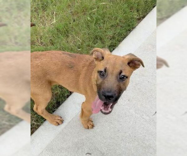 Medium Photo #8 Labrador Retriever-Unknown Mix Puppy For Sale in Holly Springs, NC, USA