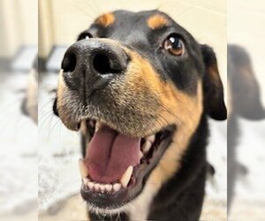 Huskies -Rottweiler Mix Dogs for adoption in Anchorage, AK, USA