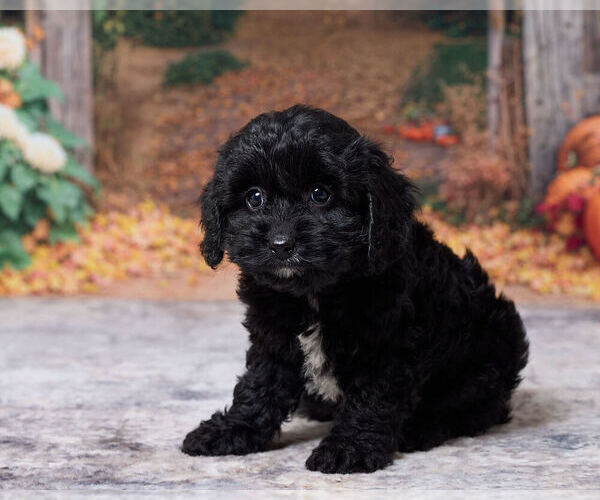 Medium Photo #2 Cavapoo (Miniature) Puppy For Sale in DUNDEE, OH, USA