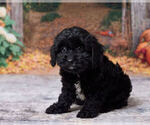 Lavender - Female Cavapoo (Miniature) Puppy for Sale - Photo #2