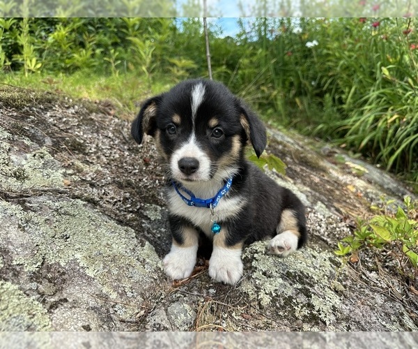 Medium Photo #75 Pembroke Welsh Corgi Puppy For Sale in PERKINSVILLE, VT, USA