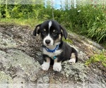 Small Photo #75 Pembroke Welsh Corgi Puppy For Sale in PERKINSVILLE, VT, USA