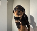 Small #7 Rottweiler