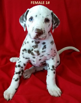 Medium Photo #1 Dalmatian Puppy For Sale in ELKMONT, AL, USA
