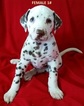 Small Photo #1 Dalmatian Puppy For Sale in ELKMONT, AL, USA