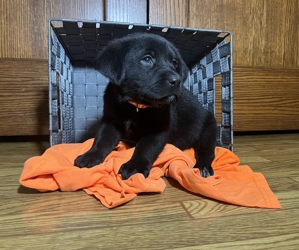 Medium Photo #6 Labrador Retriever Puppy For Sale in CADWELL, IL, USA