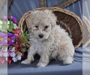Poodle (Miniature) Puppy for sale in SUNBURY, PA, USA