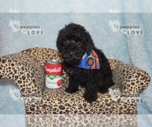 Poodle (Toy) Puppy for sale in SANGER, TX, USA