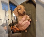 Small #3 Dachshund
