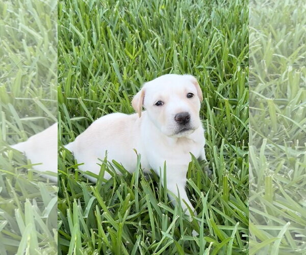 Medium Photo #1 Labrador Retriever-Unknown Mix Puppy For Sale in The Woodlands, TX, USA