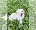 Small Labrador Retriever Mix