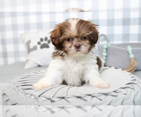 Medium Photo #3 Shih Tzu Puppy For Sale in MARIETTA, GA, USA