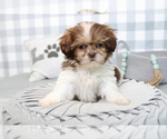Small Photo #3 Shih Tzu Puppy For Sale in MARIETTA, GA, USA