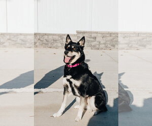Raya - Female Australian Shepherd-Unknown Mix Dog for Adoption - Photo #7