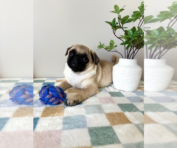 Medium Photo #7 Pug Puppy For Sale in INDIANAPOLIS, IN, USA