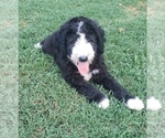 Puppy 8 Aussiedoodle