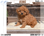 Puppy King Cavapoo (Miniature)