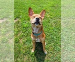 Small #21 Boston Terrier Mix