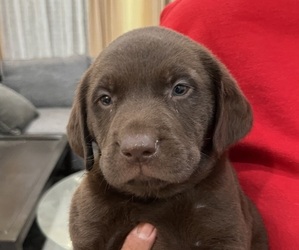 Labrador Retriever Puppy for sale in RIVERVIEW, FL, USA