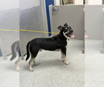 Small Rottweiler Mix