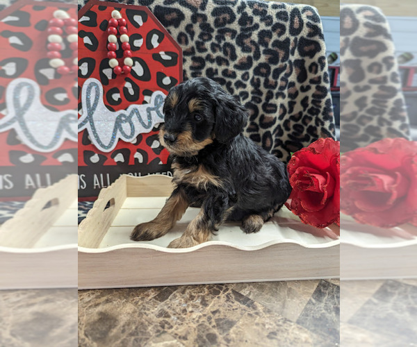 Medium Photo #2 Bernedoodle (Miniature) Puppy For Sale in SPARTA, MO, USA