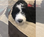 Small #32 Aussiedoodle-Poodle (Standard) Mix