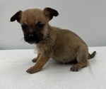 Small Photo #9 Chorkie Puppy For Sale in SAINT AUGUSTINE, FL, USA