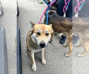 German Shepherd Dog Dogs for adoption in Stockton, CA, USA