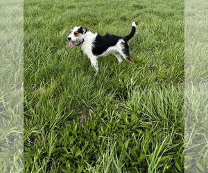 Finn - Male Mutt Dog for Adoption - Photo #2